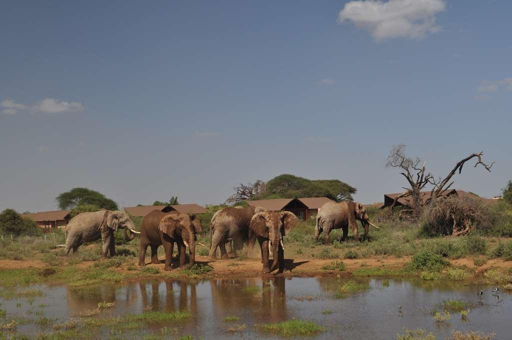 Готель Kilima Safari Camp Oloitokitok Екстер'єр фото